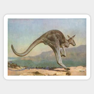Great Grey Kangaroo leaping circa 1900 Sticker
